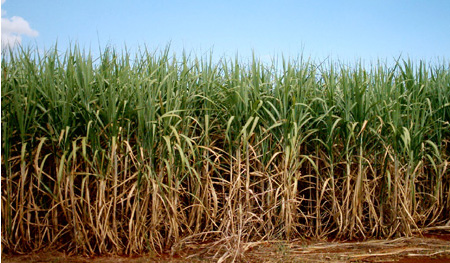 Ethanol sugar cane